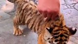 小老虎我不要面子的吗？