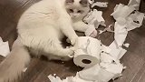 猫：铲屎的这纸巾味道不错呀！