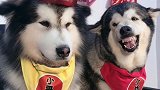 洛洛真是个“悍妇”，老公过生日它也嫉妒，瞧把人家吓得一动不动