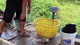 1只小甲鱼，半斤五花肉，半吨做“甲鱼红烧肉”肉烂汤鲜味道美