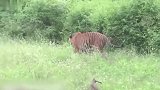 实拍老虎偷袭野牛，一招锁喉，不愧是百兽之王