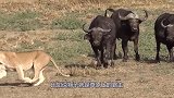 为何草原上的霸主狮子，都非常害怕马赛人？镜头记录精彩过程