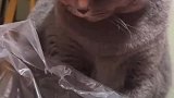 猫咪想吃车厘子，被主人发现说了一顿
