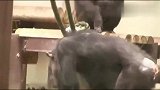 母猩猩抱着双胞胎宝宝，公猩猩负责逗乐它们，好有爱！