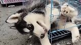 二哈：大门我不走，就要钻洞子！