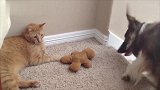 狗狗和猫咪争夺玩偶，真不愧是猫大人，气势上碾压了