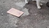 猫：主人快来救我呀，这乌龟咬我了！