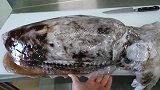 32斤重的大墨鱼开箱，看看里面有什么好东西