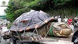 村民抓到一只“大龟”怕是保护动物不敢吃？专家看了大惊快杀了！