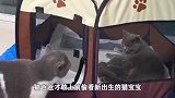 猫爸爸产房外偷看新出生猫宝宝，遭母猫怒视