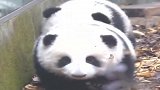 大熊猫：现在正向我们走来的是，从没练过队形的熊猫方队。