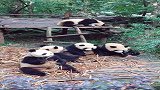 熊猫的日常，除了吃还会做什么？