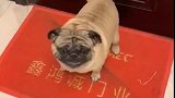 狗子：别以为你是母老虎我就不敢咬你呢！
