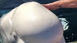 白鲸大脑瓜是软乎乎的啊