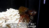 这虾能一拳将猎物“爆头”，养它必须用防弹玻璃，中国制造有用？
