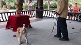 猴子接飞刀。