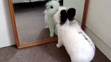别让猫主子照镜子，场面完全无法控制，看完憋住别笑