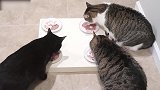 一个桌子上吃饭的猫咪，都好萌啊，养哪只好呢
