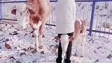 放开我儿子，坐我牛角上试试