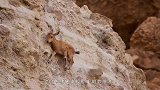 狐狸追捕峭壁上的山羊，直接被搞懵了，狐狸：这货如何做到的？