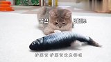 铲屎官买了个玩具鱼，猫咪看后啥反应？结局笑翻了