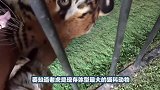 男子为测试自家老虎，把手伸进虎口里，老虎又舔又咬十分开心