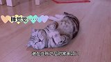 主人去上班，猫咪一直等在门口，回家后主人心疼了