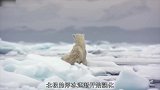 冰面融化，北极熊出来觅食，海豹可要遭殃了