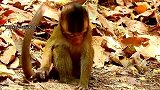 小猴子的遭遇太惨了 ，没有妈妈又饿，还受伤这么严重