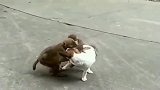 小奶狗：狗生不幸啊，走在路上还能被两只猴子扒拉
