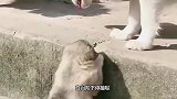 哈士奇小奶狗下楼梯从楼梯滚了下去，狗妈妈的反应绝了