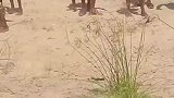 两帮狗群约架对峙，谁也不敢咬下第一口