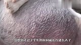 生病的狗狗被抛弃，每天在原地等主人回来，结局太感人
