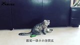 猫咪一听主人要抛弃它，这反应也太搞笑了，镜头记录整个过程
