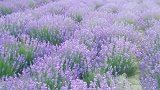 伊犁薰衣草，虽然比不上普罗旺斯，不过至少是国产的