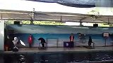 旅游-海底世界海豚表演