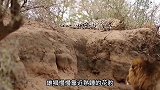 雄狮竟想偷袭熟睡的花豹，它能成功吗