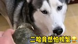 三只二哈 就闪电害怕