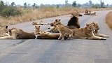 小狮子饿得没精打采，趴在公路上昏昏欲睡，母狮坐立不安
