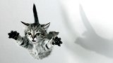 猫咪从高处掉落不会受伤，难道真有九条命？放慢20倍镜头看看