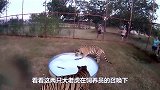老虎躲在角落泡澡，游客却偷拍，老虎的举动太可爱了！