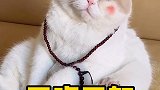 也不知道喵生经历了什么？猫