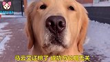 金毛坑爹，法斗坑妈，这俩狗把主人弄得穷困潦倒