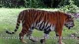 老虎在河边喝水，却意外捕获一只可怜的倒霉鬼