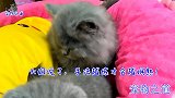 公猫和母猫头对头交流，嫌女主人话太多，公猫突然翻脸，太逗了