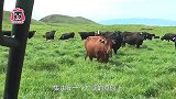 美国露天养牛场，让牛接受阳光和风雨的洗礼，每天派牛仔检查
