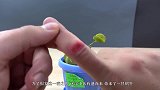 小伙用蜗牛挑战捕蝇草，谁能更胜一筹？结果意想不到！