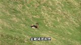 金雕捕猎狐狸，谁料反被狐狸拖到了地面！双方开始“拔河”较量！