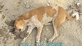 小狗受伤躺在地上一动不动，狗妈妈不停的向路人求救
