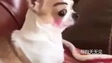 狗子我也很绝望啊
